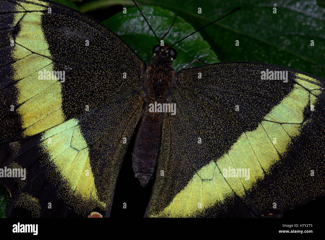 Close up of Butterfly Abdomen Emerald Swallowtail Papilio Stock Photo