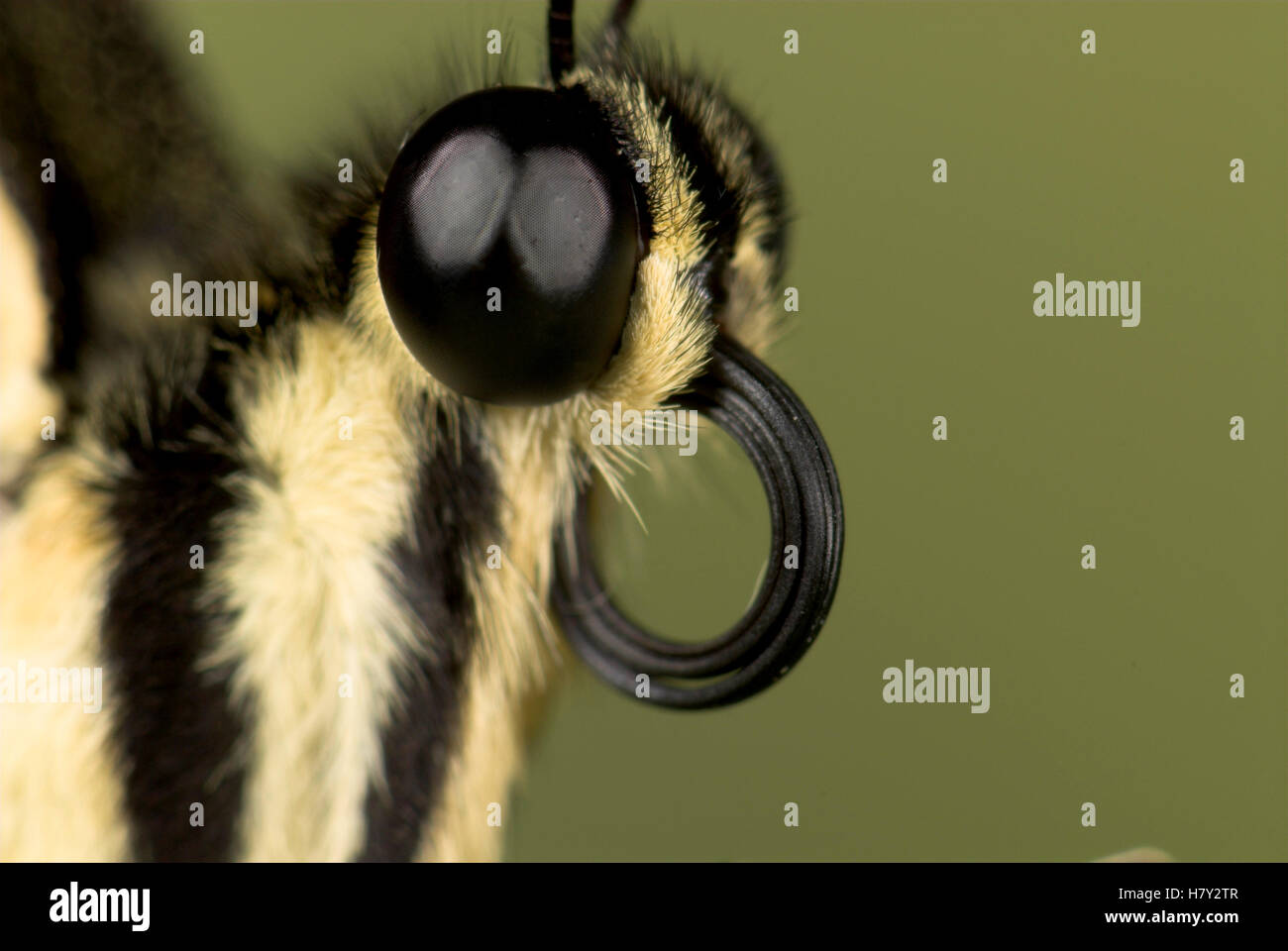 Butterfly tongue curled hires stock photography and images Alamy
