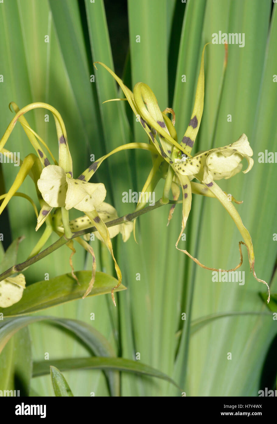 Brassia Rex Orchid. Hybrid of Brassia verrucosa and Brassia gireoudiana Stock Photo