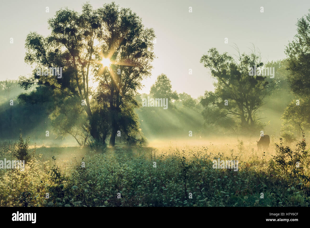 Misty morning in the woods Stock Photo - Alamy