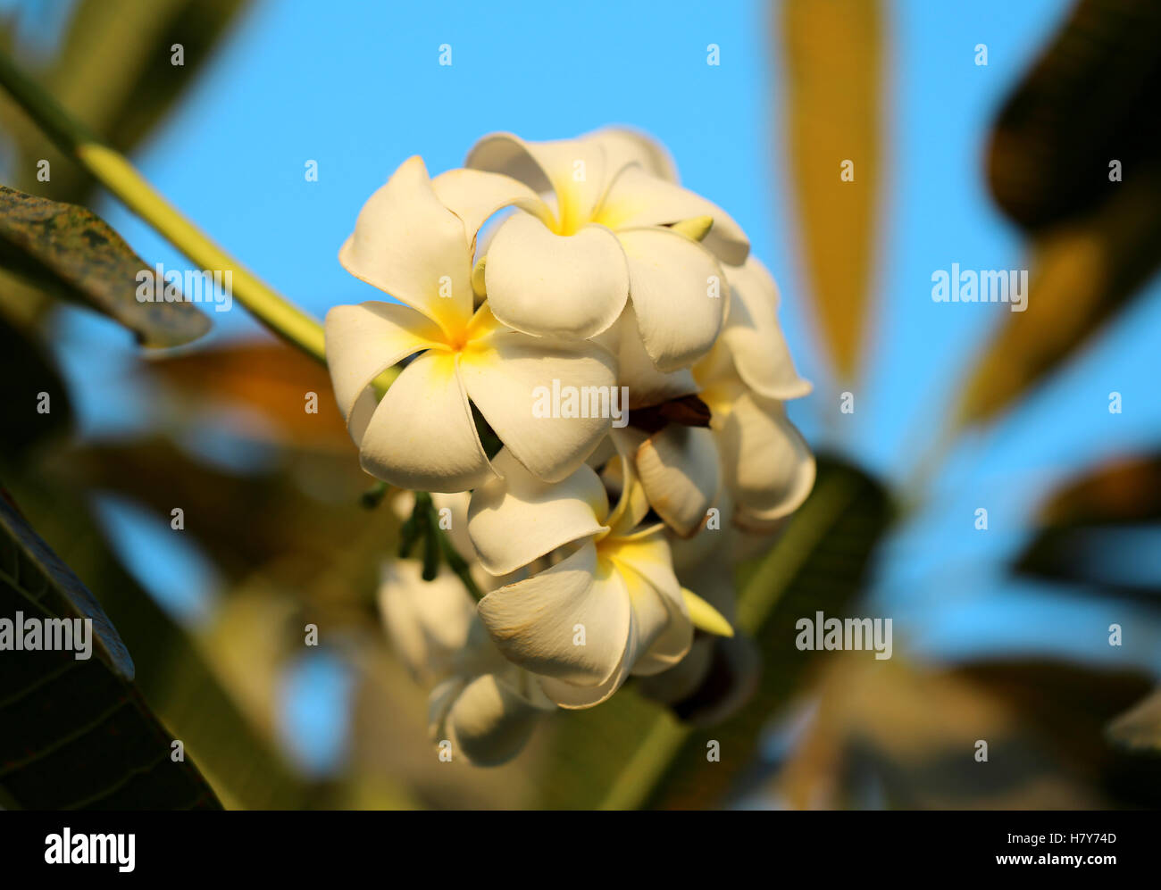 Beautiful flower of plumeria Stock Photo