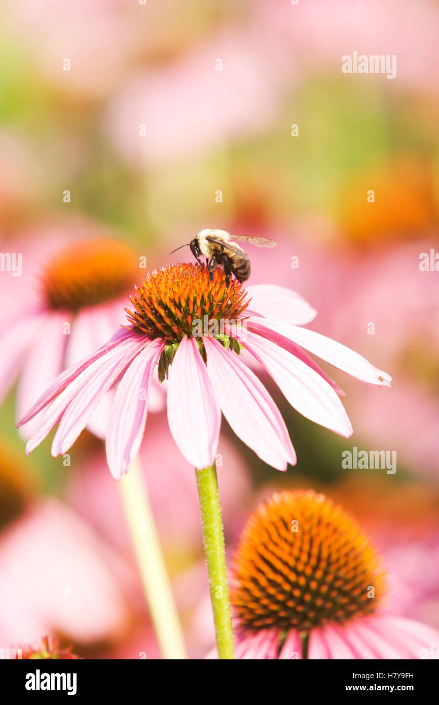 Bumble bee on flower Stock Photo