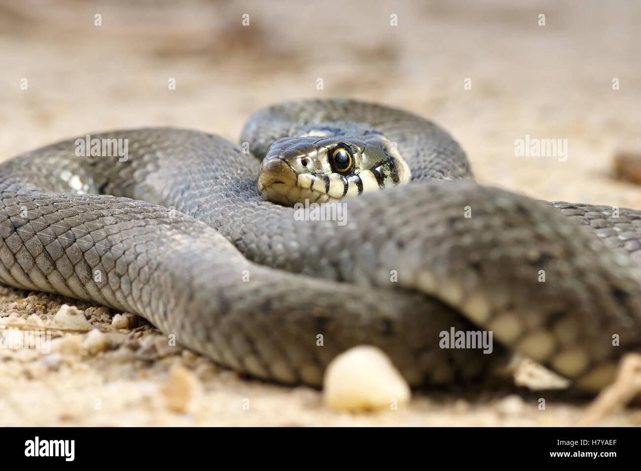 close up of grass snake basking on the ground ( Natrix ) Stock Photo