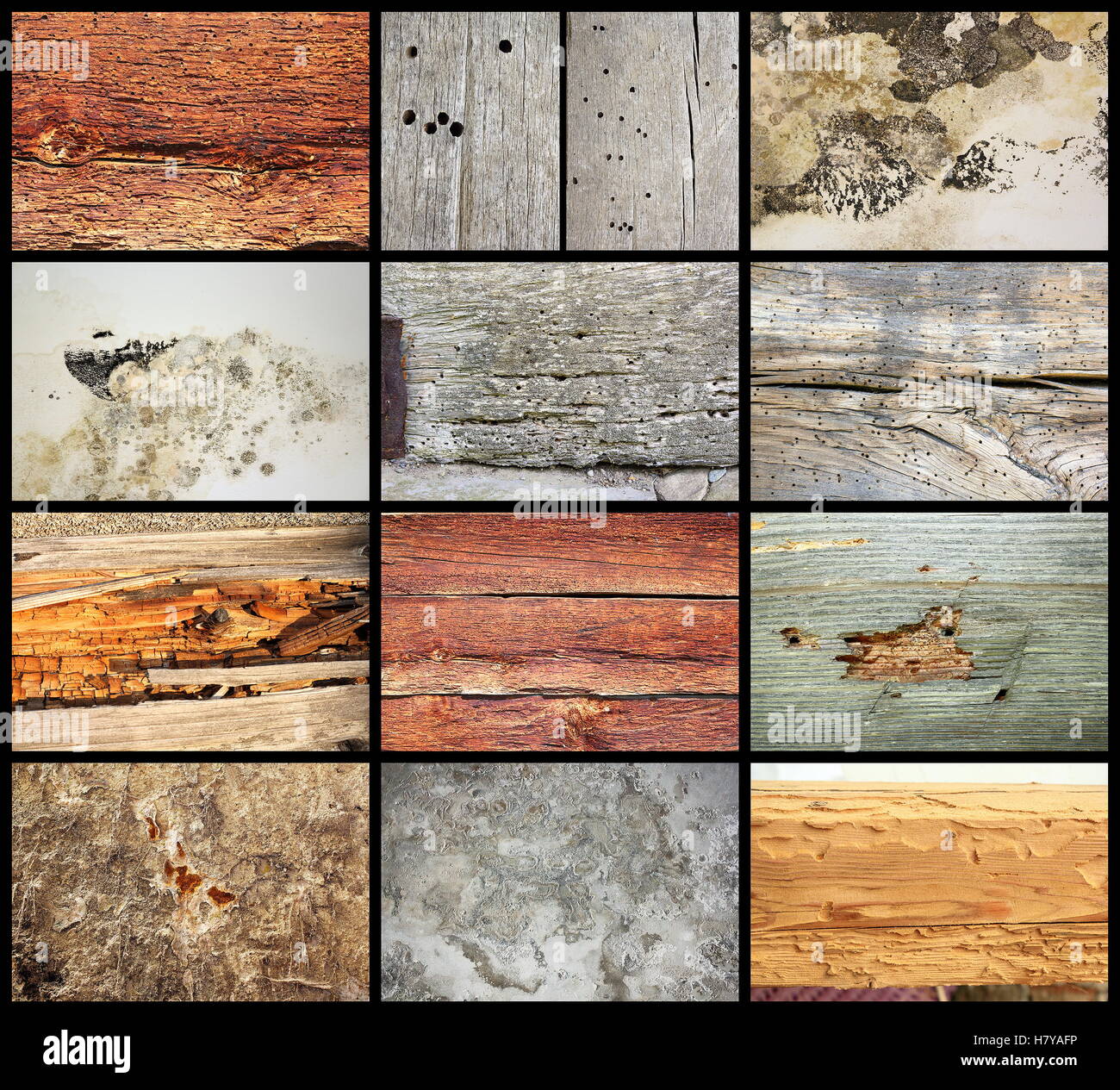 details of damage on old buildings, insects and fungus attack Stock ...