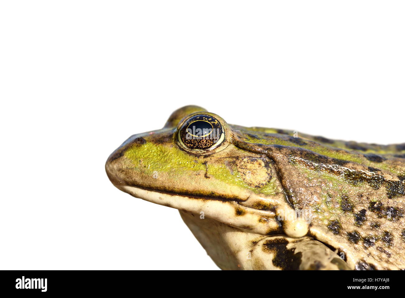 portrait of common marsh frog ( Pelophylax ridibundus ) isolated over white background, macro shot; this image is of wild specimen photographed and re Stock Photo