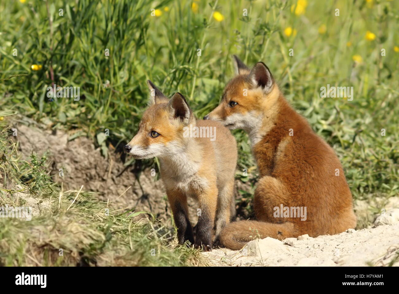 european red fox brothers near the den ( Vulpes, wild animals ) Stock Photo