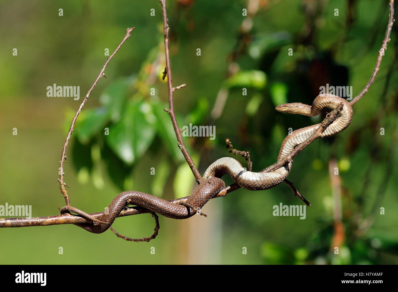 smooth snake climbing on tree branch ( Coronella austriaca Stock Photo