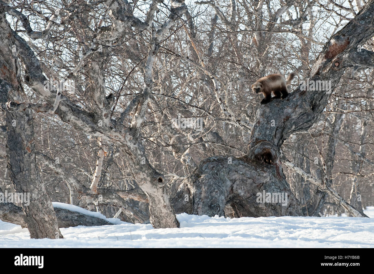 Wolverine (Gulo gulo) on tree, Kamchatka, Russia Stock Photo - Alamy