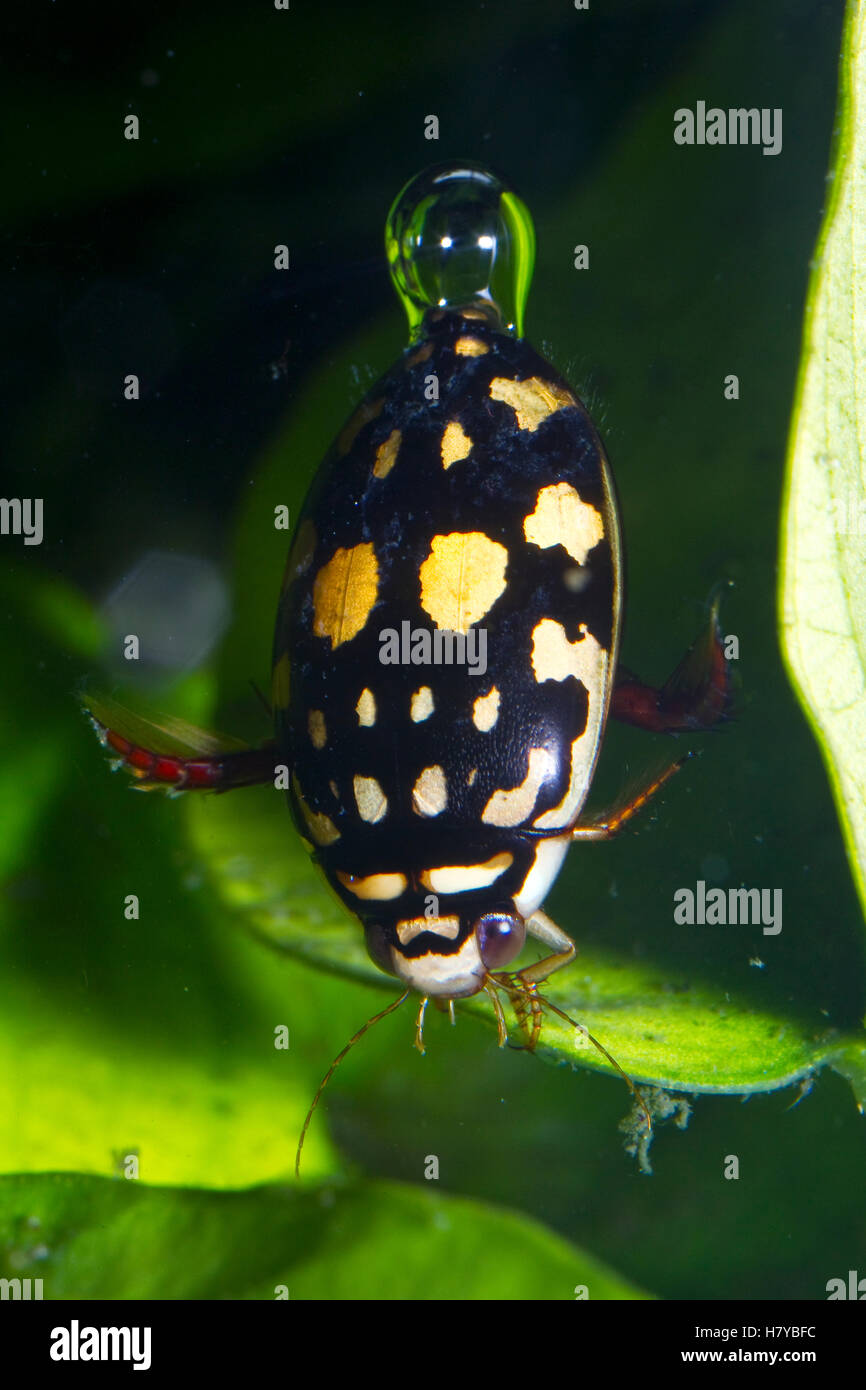 Sunburst Diving Beetle (Thermonectus marmoratus) underwater with air bubble, native to North America Stock Photo
