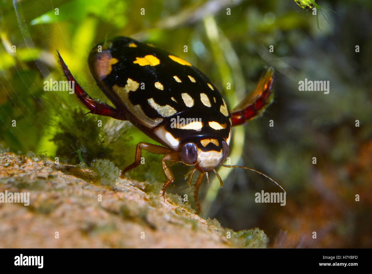 Sunburst Diving Beetle (Thermonectus marmoratus) underwater, native to North America Stock Photo