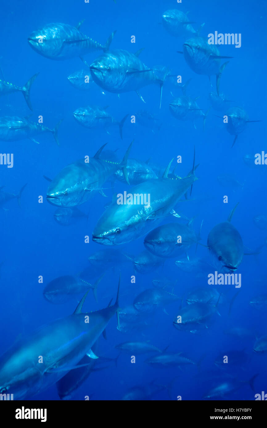 Atlantic Bluefin Tuna (Thunnus thynnus) shoal, Mediterranean Sea of the