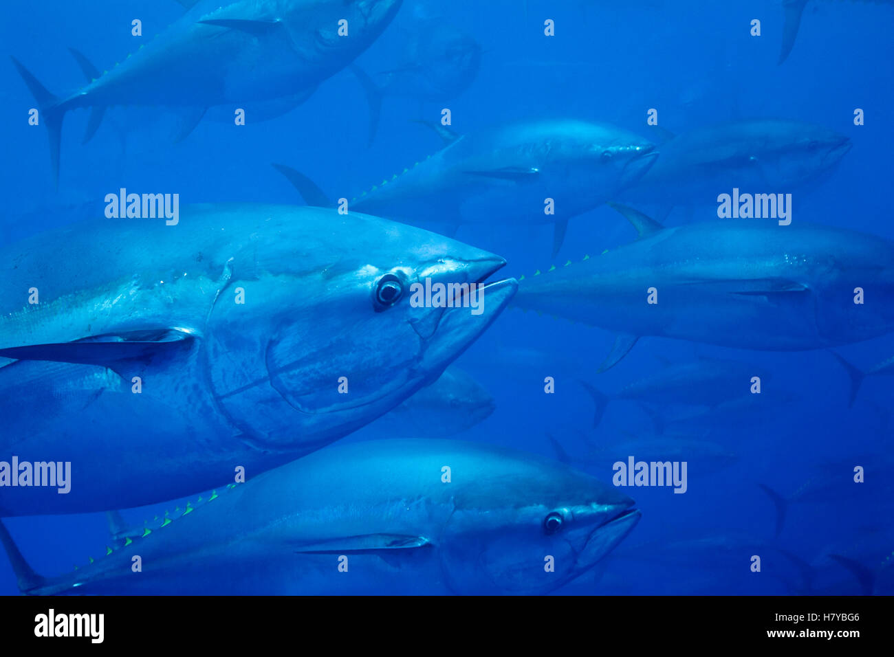 Atlantic Bluefin Tuna (Thunnus thynnus) shoal, Mediterranean Sea of the