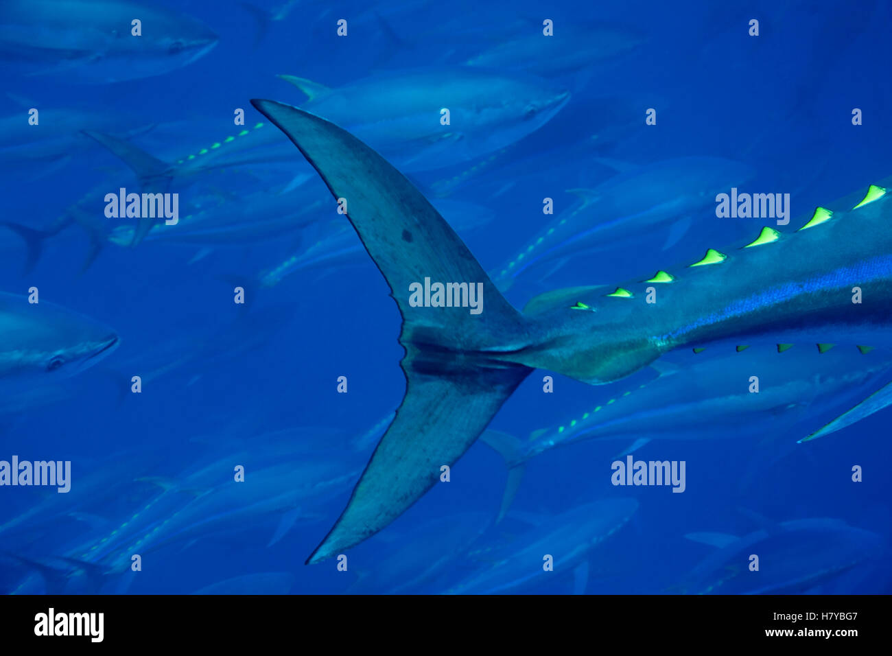 Atlantic Bluefin Tuna (Thunnus thynnus) tail, Mediterranean Sea of the