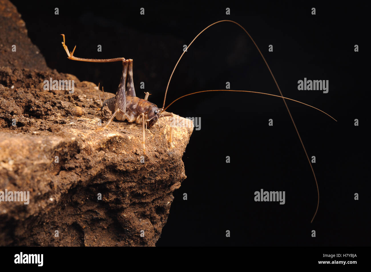 Cave Cricket (Rhaphidophora oophaga), Gunung Mulu National Park, Malaysia Stock Photo Alamy