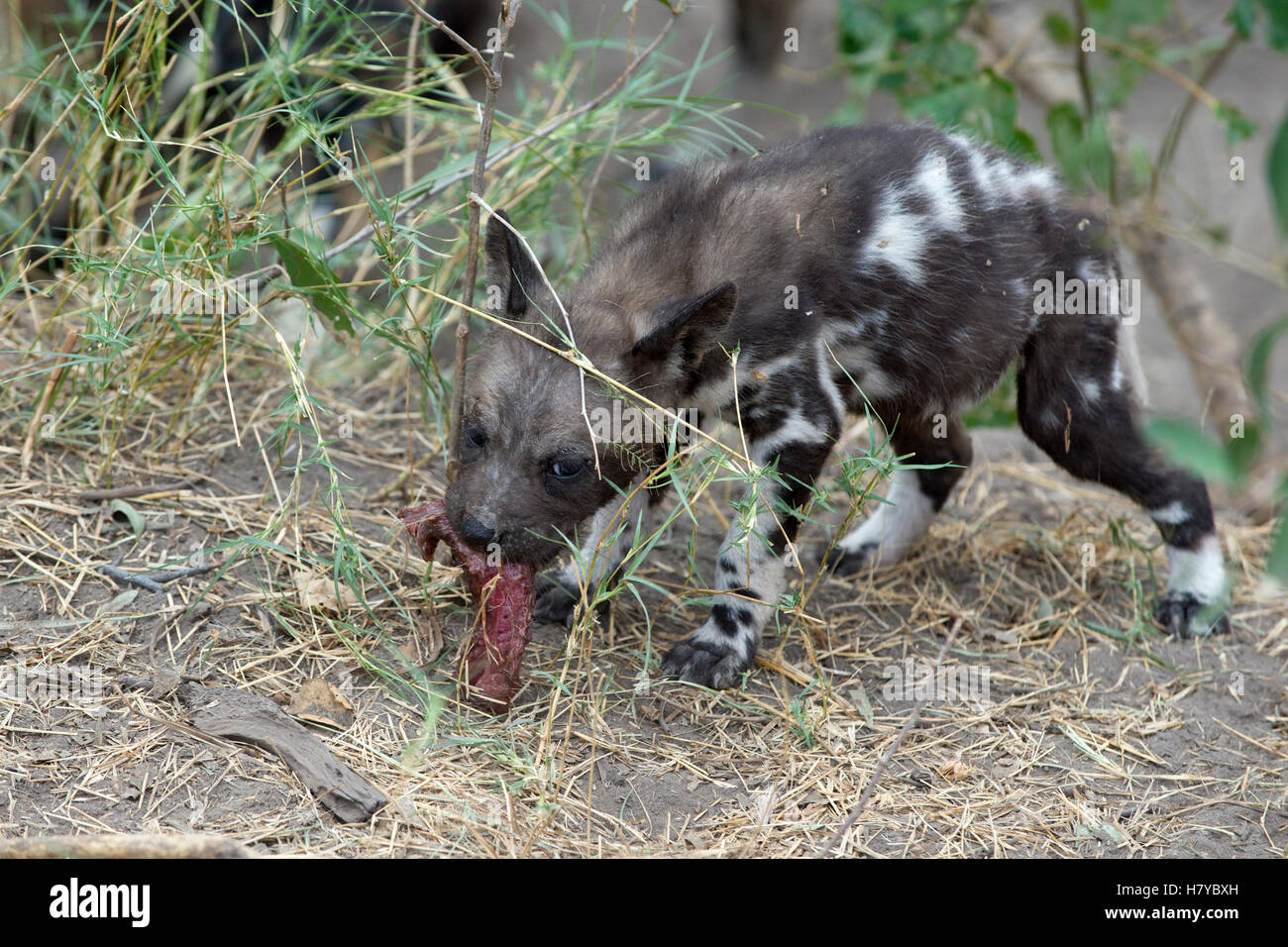 African Wild Dog (Lycaon pictus) six week old pup eating regurgitated