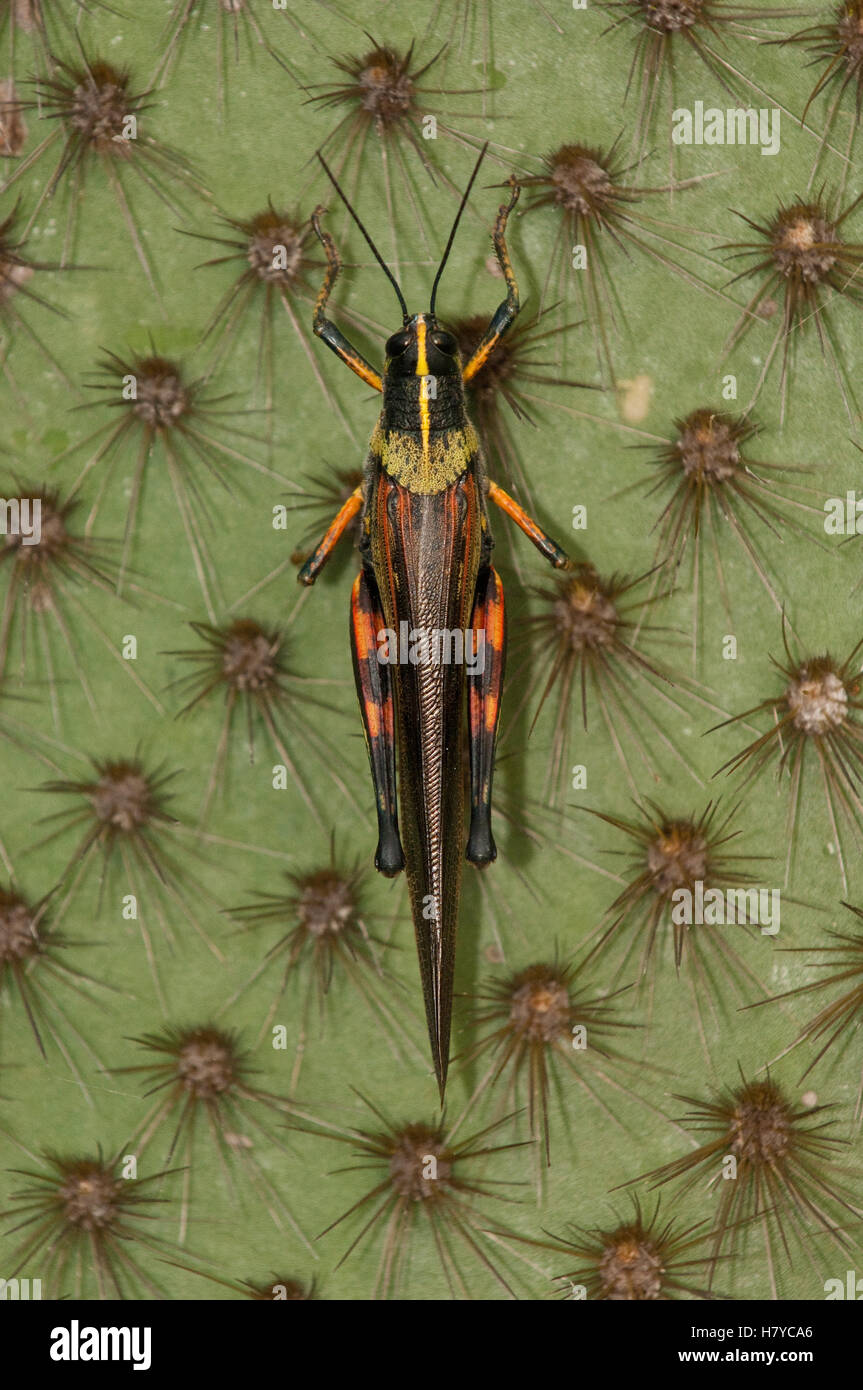 Small Locust Small Painted Locust (Schistocerca literosa) on cactus, Puerto Ayora ...