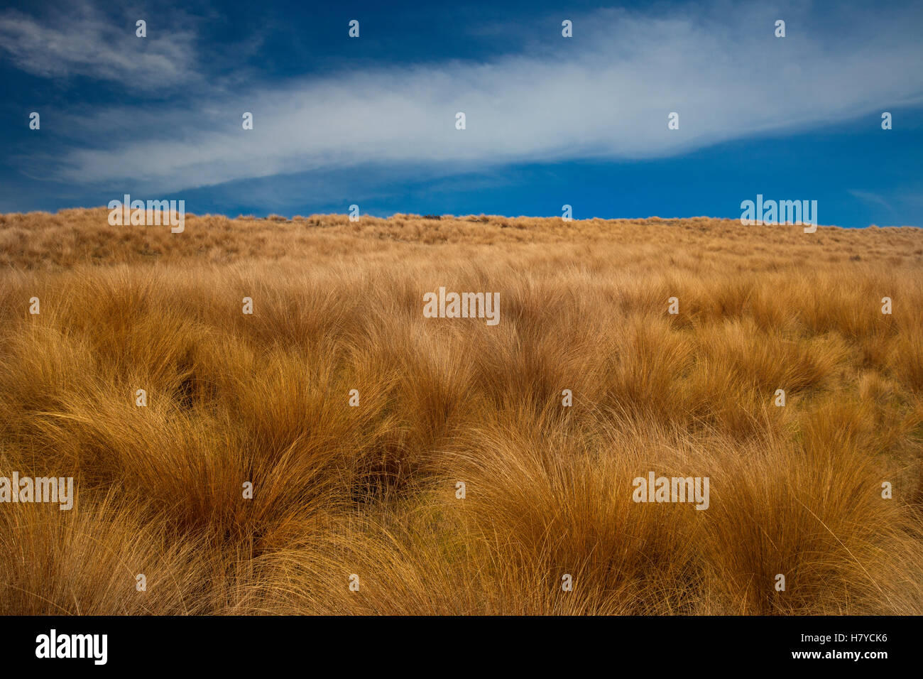Red Tussock (Chionochloa rubra) grass, Mossburn, central Otago, New
