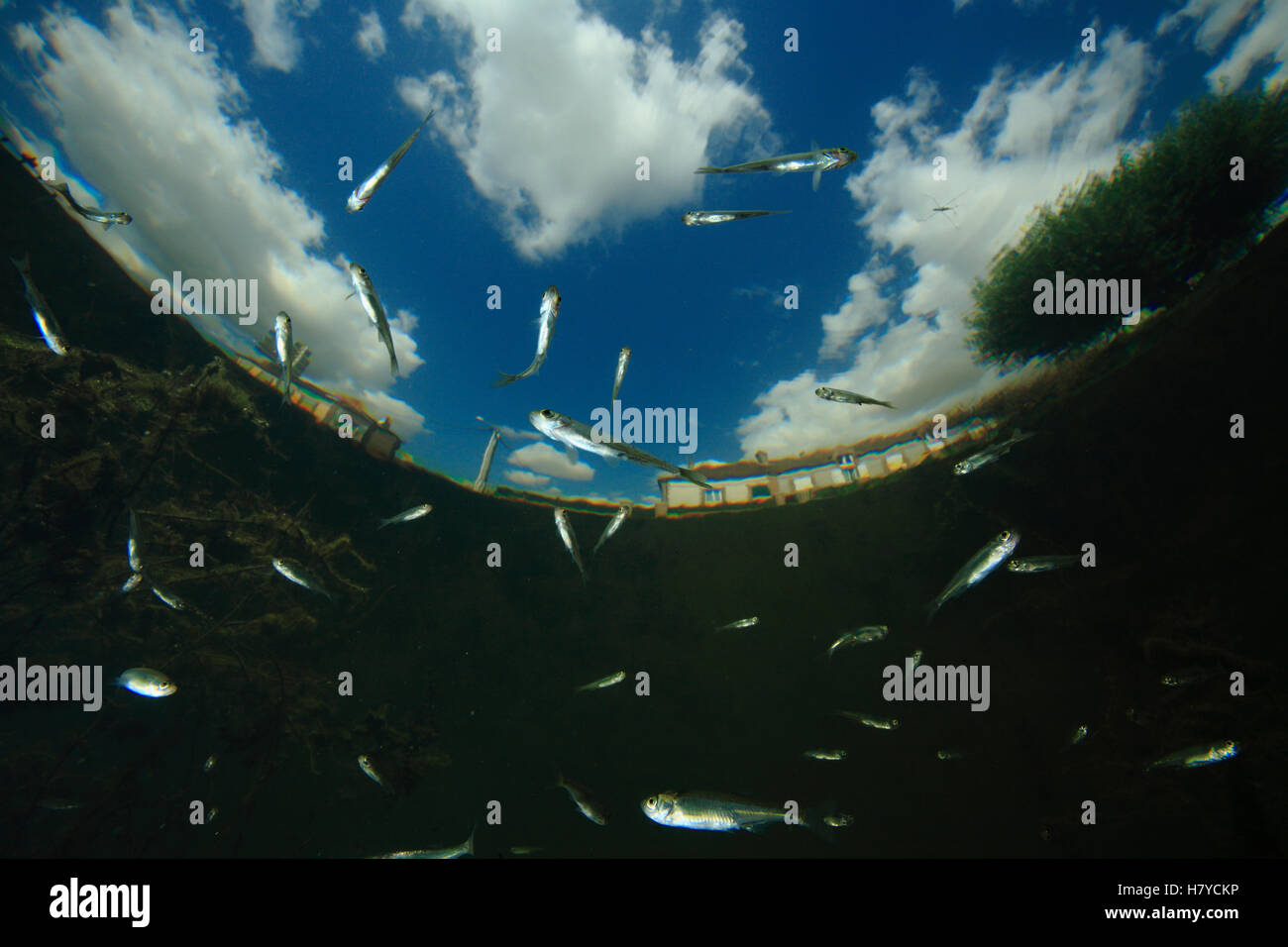 Roach (Rutilus rutilus) shoal of young fish, Yonne, France Stock Photo ...