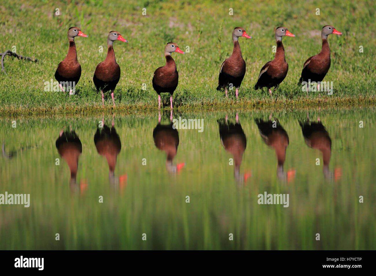 Black-bellied Whistling Duck (Dendrocygna autumnalis) group at edge of water, southern Texas Stock Photo