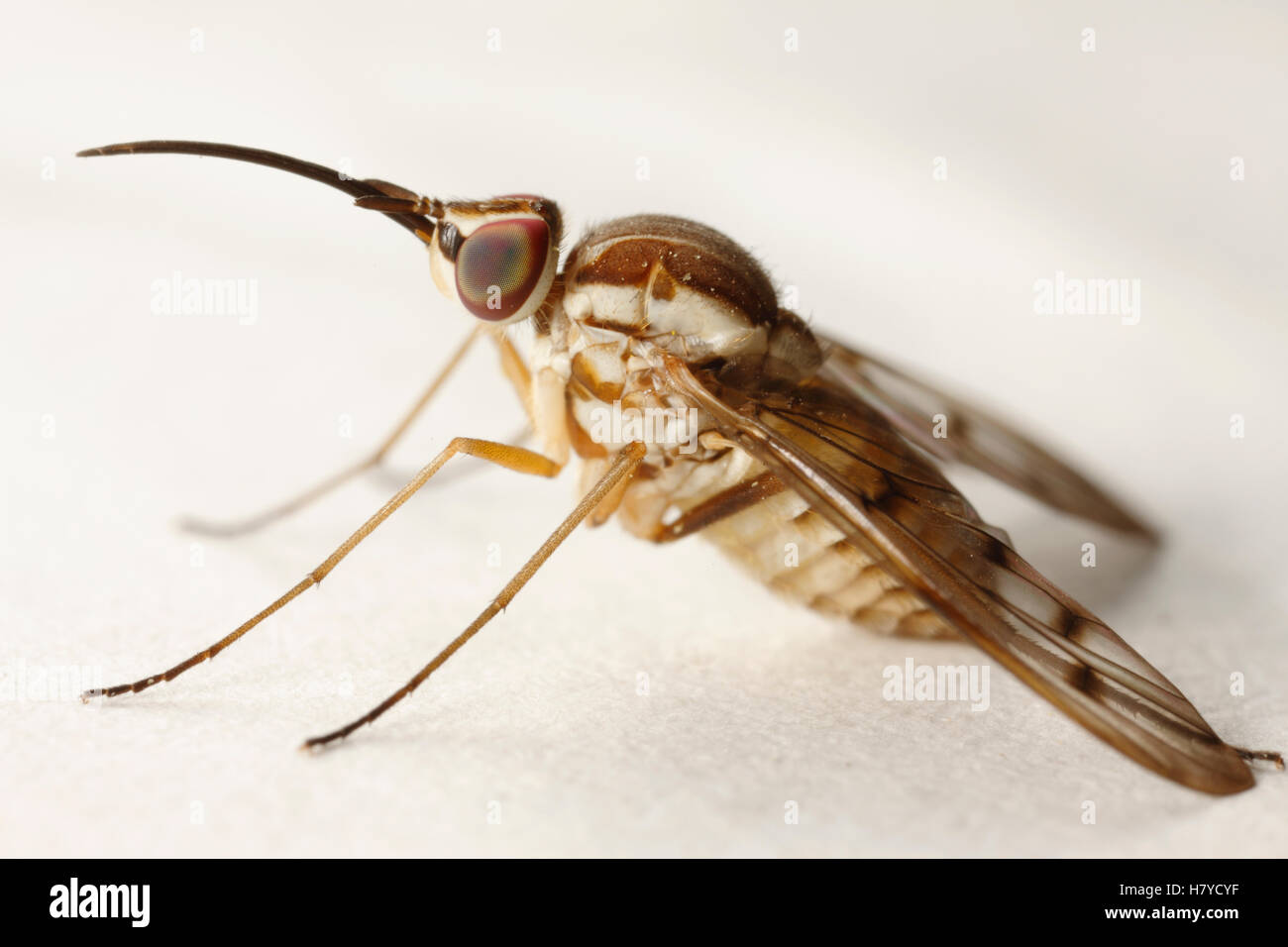 Stable Fly (Muscidae) with extended proboscis, southern Texas Stock Photo