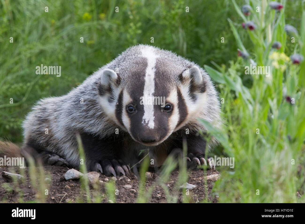 American Badger (Taxidea taxus) cub at den, western Montana Stock Photo