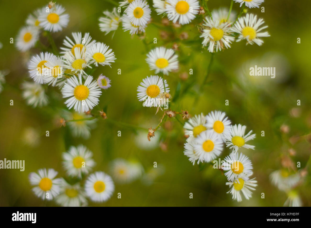 Daisy top view hi-res stock photography and images - Alamy