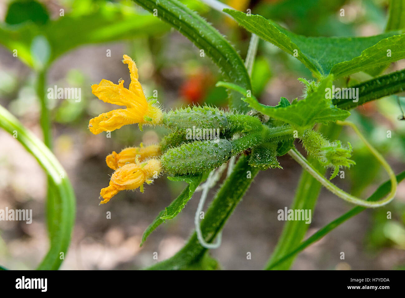 A cucumber in a bush outdoors. How to grow a cucumber plant in a garden