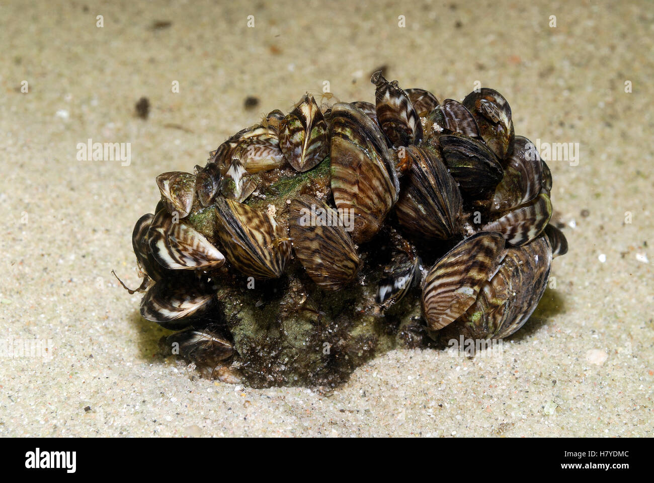 Zebra Mussel (Dreissena polymorpha) group, Vinkeveen, Netherlands Stock