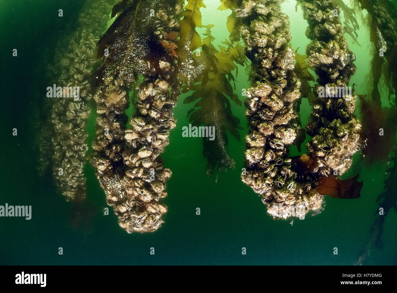 Blue Mussel (Mytilus edulis) aquaculture, North Sea Stock Photo Alamy