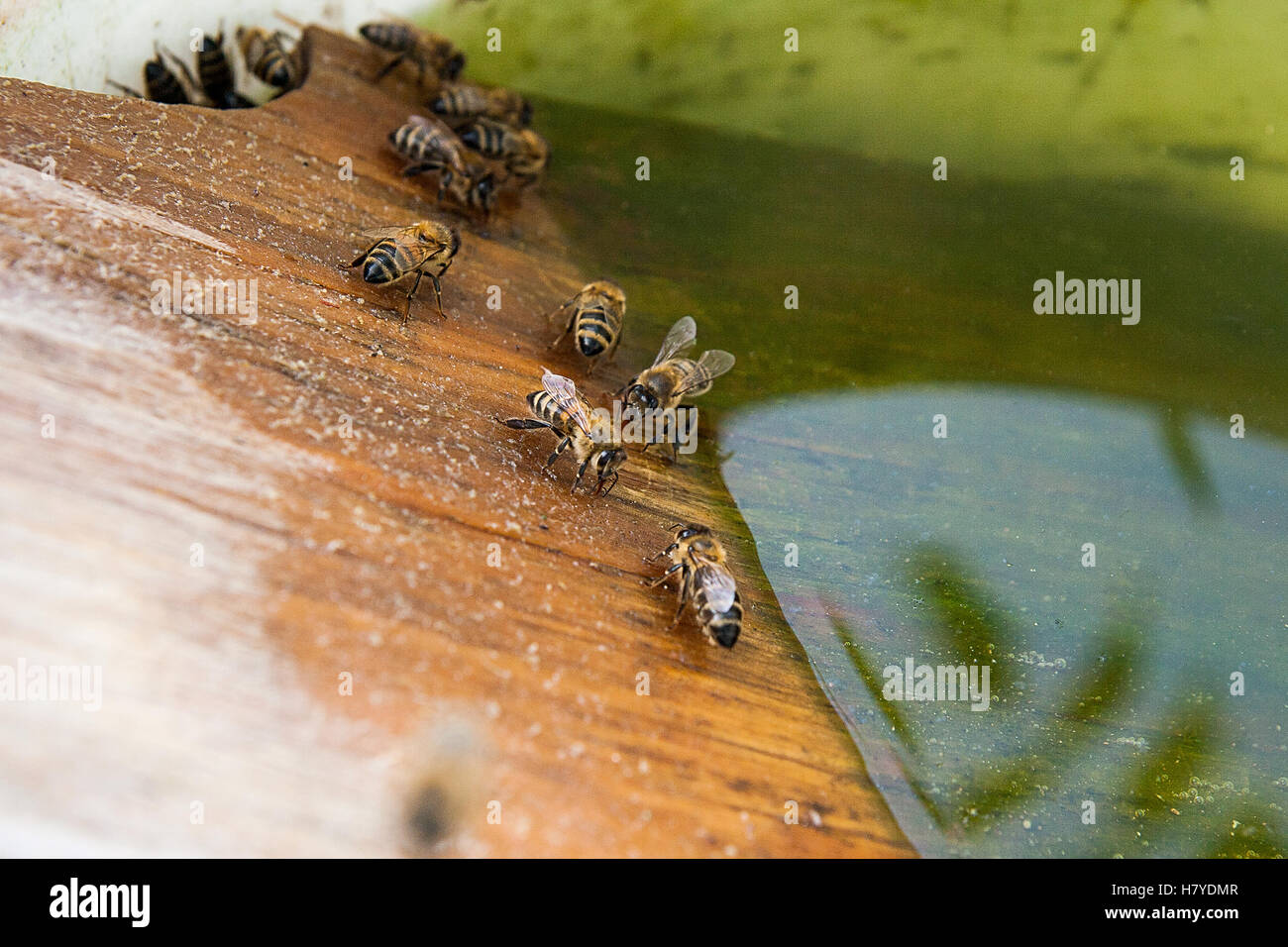 Busy bees, close up view of the working bees. Bees close up showing animals drinking water at summer time. Stock Photo