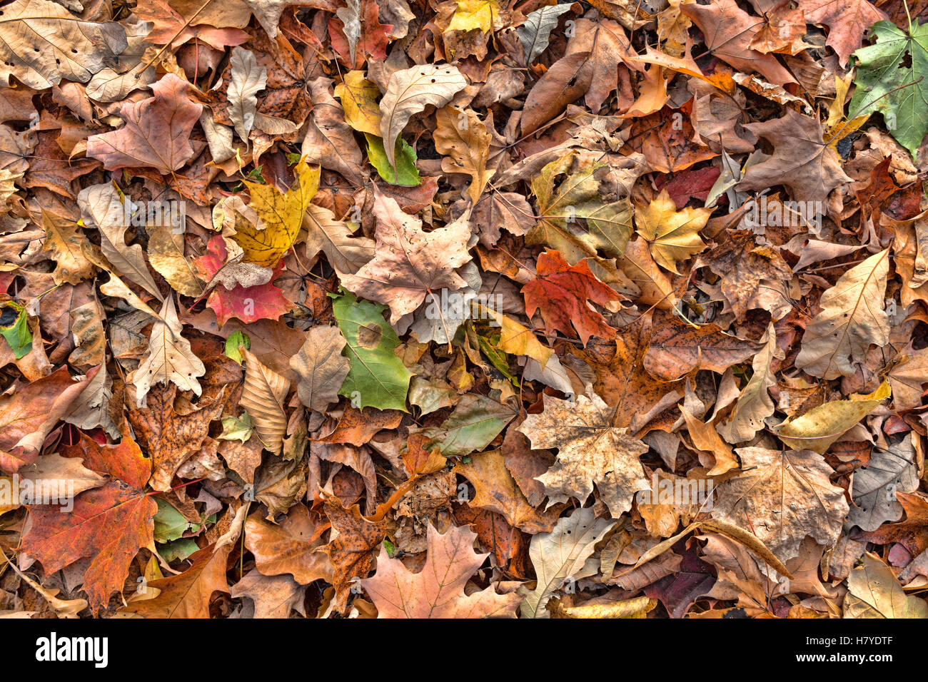A collection of colorful fall leaves on the ground in late autumn. Stock Photo