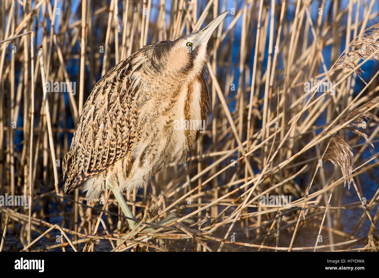 Great Bittern (Botaurus stellaris) in reeds, Lauwersmeer, Friesland ...