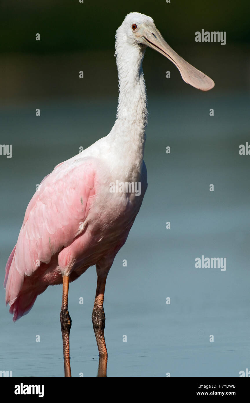 Roseate Spoonbill (Platalea ajaja) female, Florida Stock Photo - Alamy