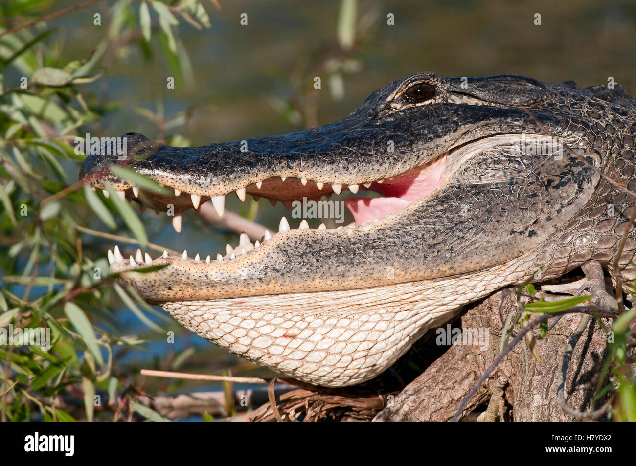 American Alligator Alligator Mississippiensis Everglades National