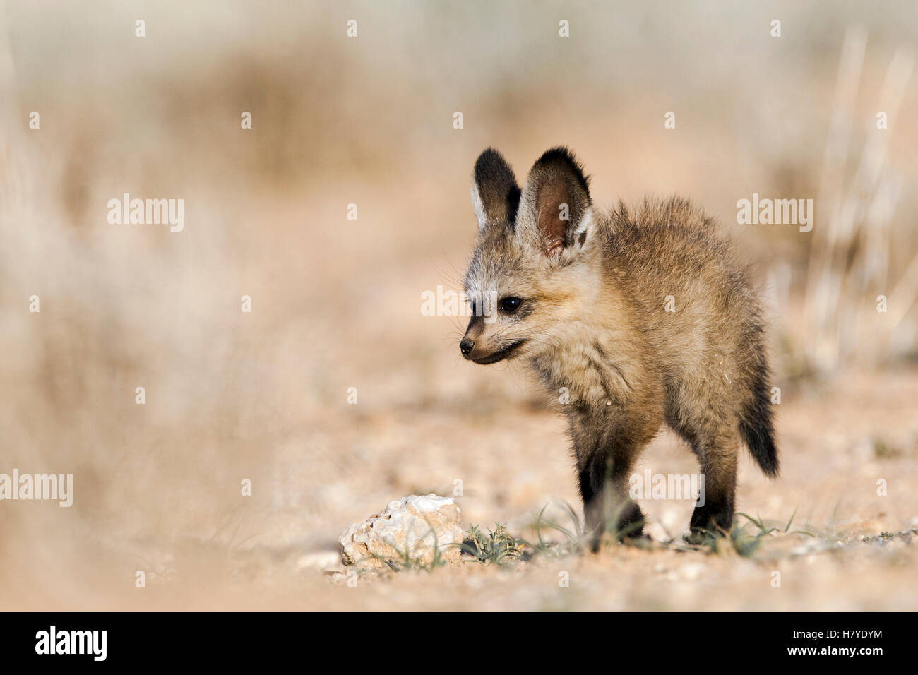 Bat-eared Fox (Otocyon megalotis) pup, Nossob River, Kgalagadi ...