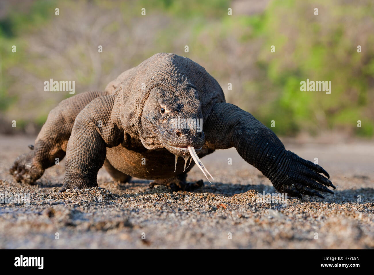 Komodo Dragon (Varanus komodoensis) walking along shoreline, Komodo ...