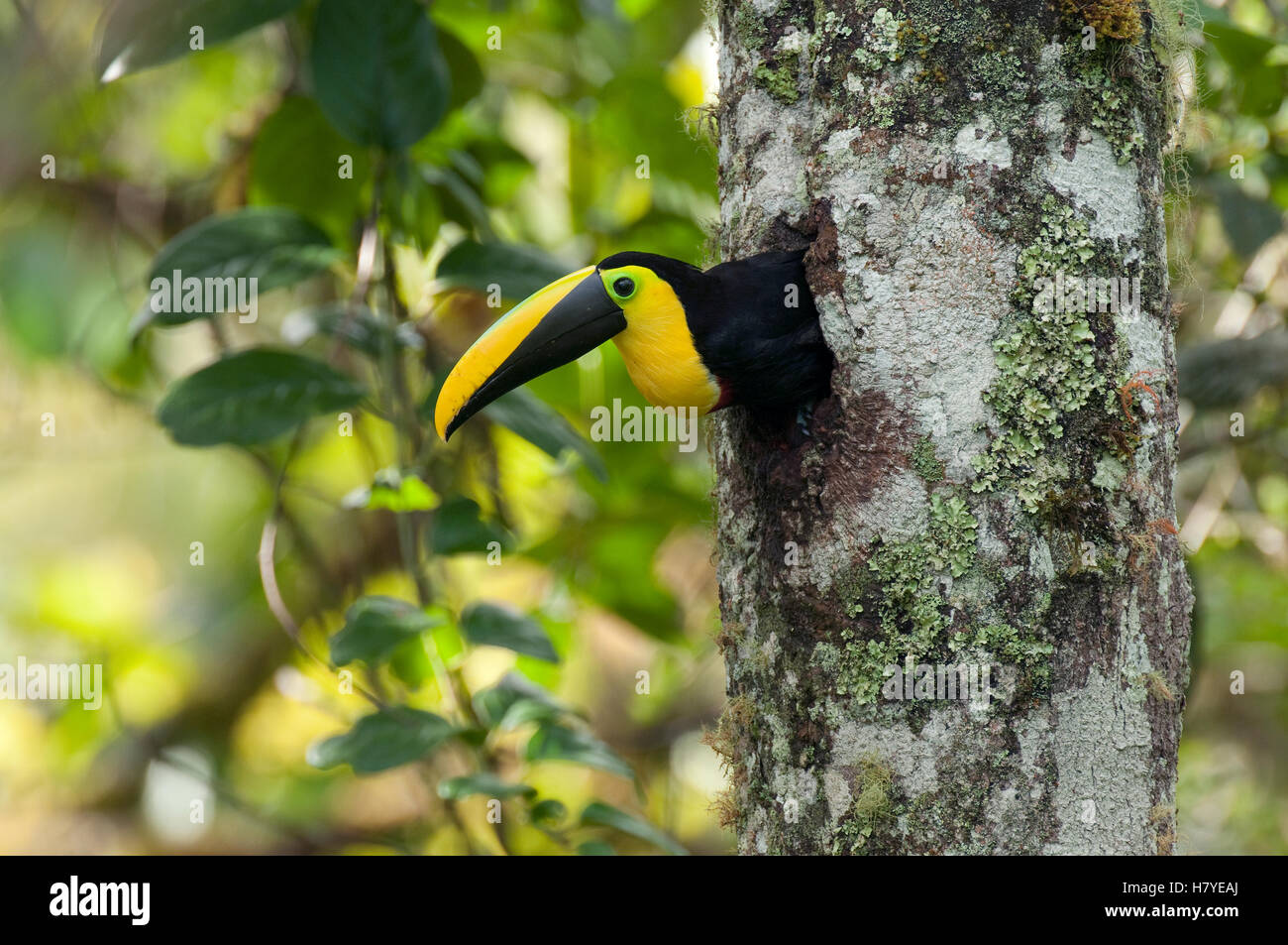 Choco Toucan (Ramphastos brevis) emerging from nest cavity, Ecuador ...