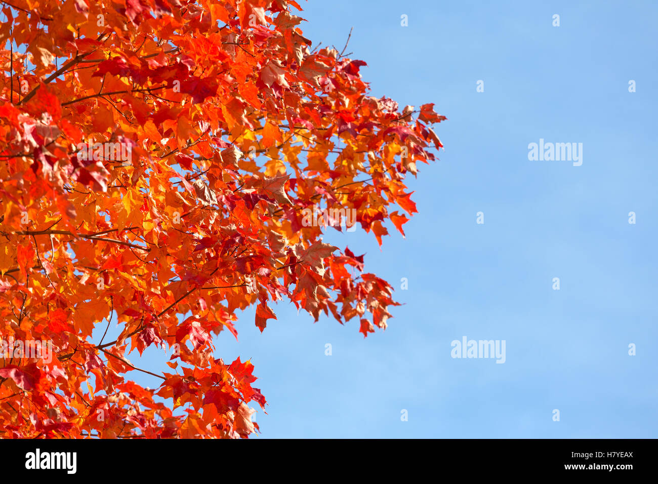 Fall foliage red maple tree leaves against a blue sky with wispy clouds ...