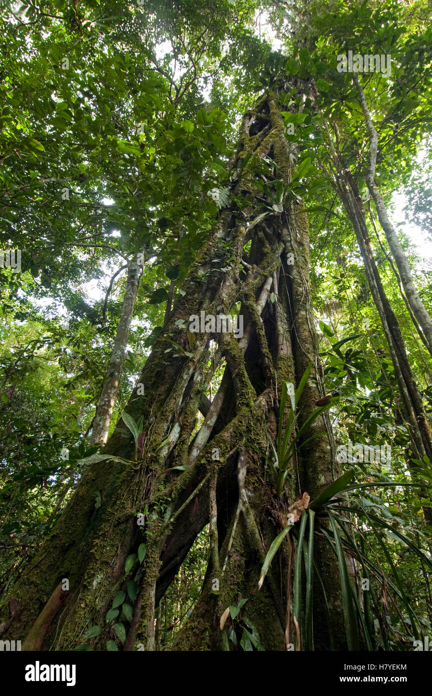 Strangler Fig (Ficus guianensis) after it has finished parasatizing ...