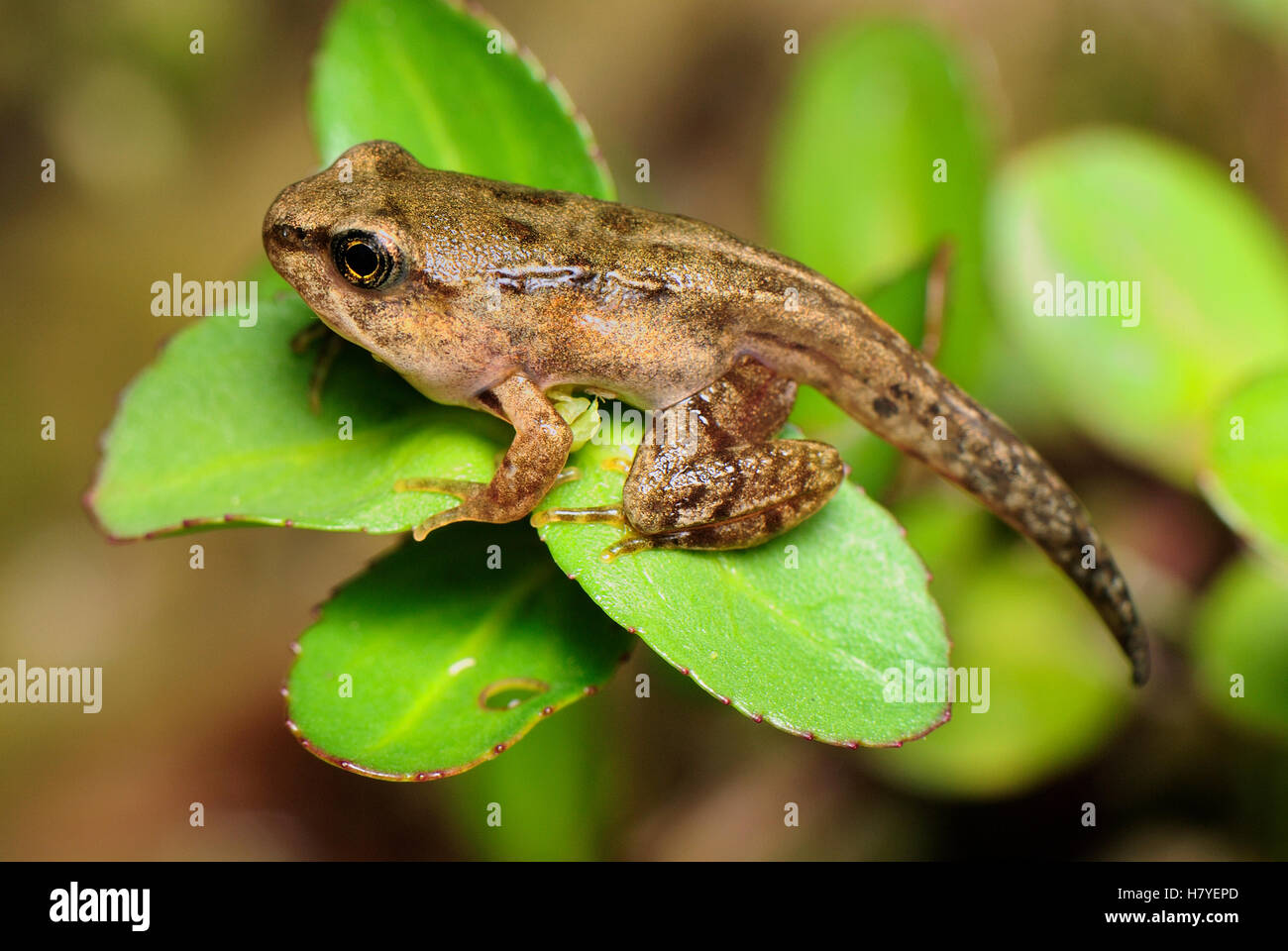 Common Frog (Rana temporaria) froglet with tail, Switzerland Stock