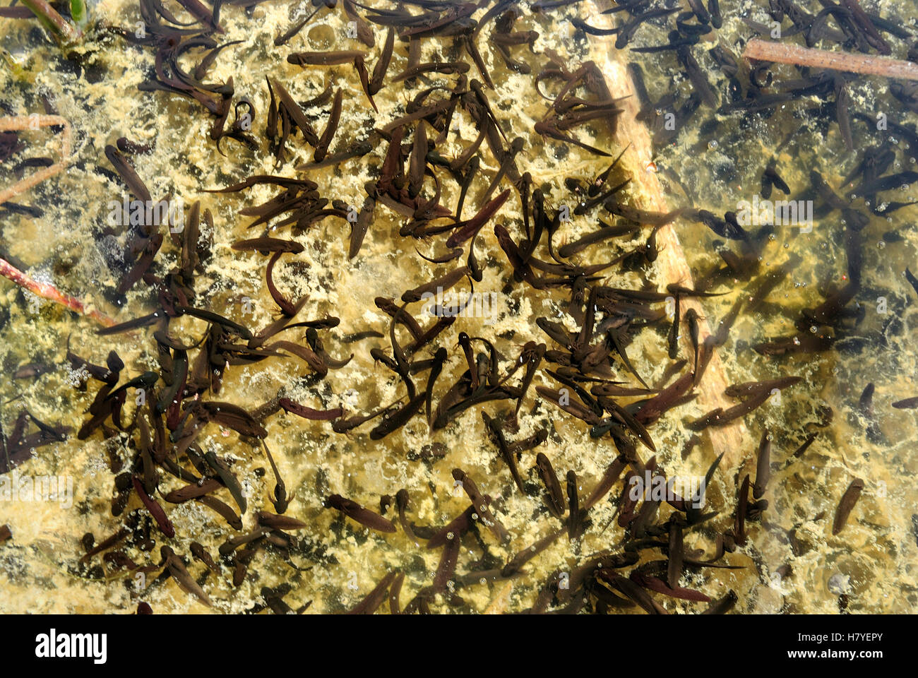 Common Frog (Rana temporaria) tadpoles, Switzerland Stock Photo Alamy