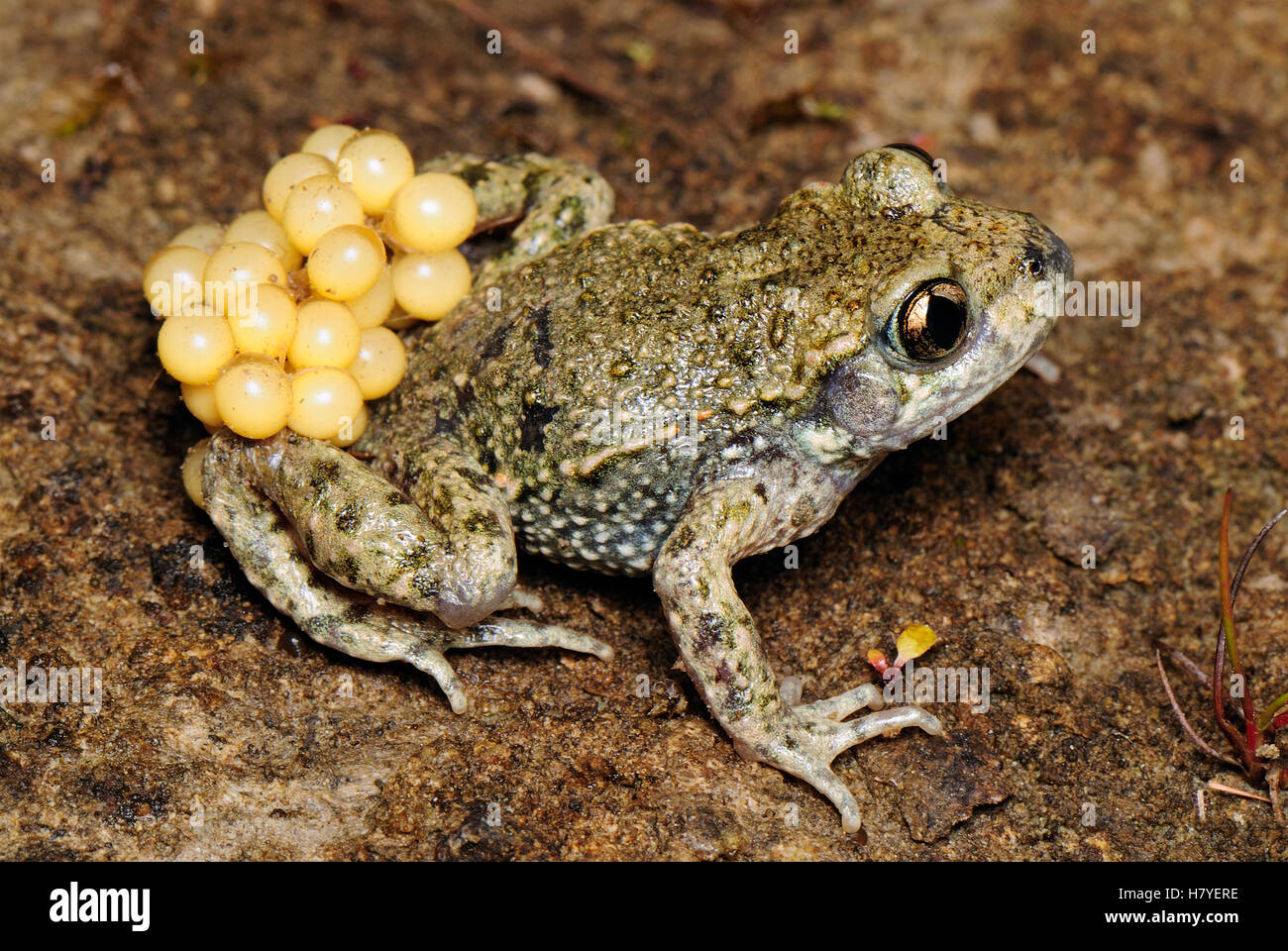 Midwife Toad (Alytes obstetricans) male carries eggs wrapped around ...