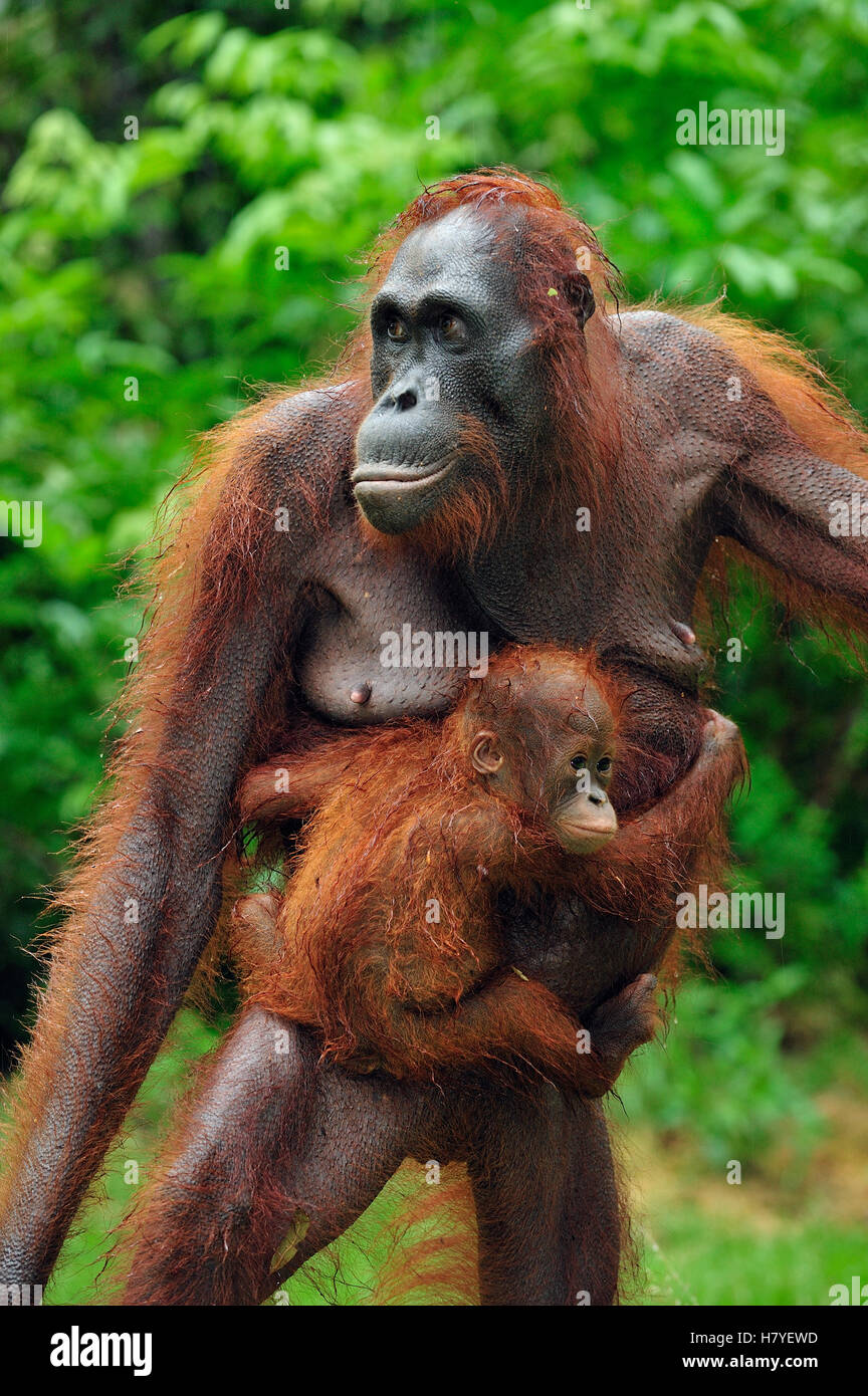 Orangutan (Pongo pygmaeus) female carrying young, Camp Leakey, Tanjung ...