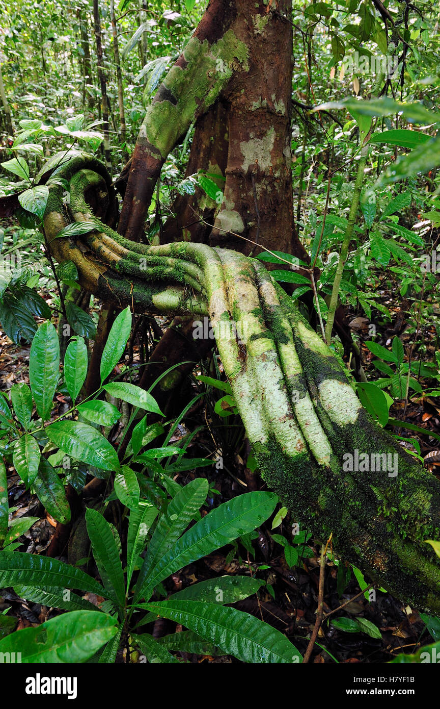 Vine in rainforest, Tanjung Puting National Park, Borneo, Indonesia