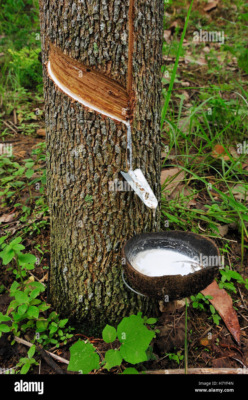 Rubber Tree (Hevea brasiliensis) tapped for sap used as latex, Gunung