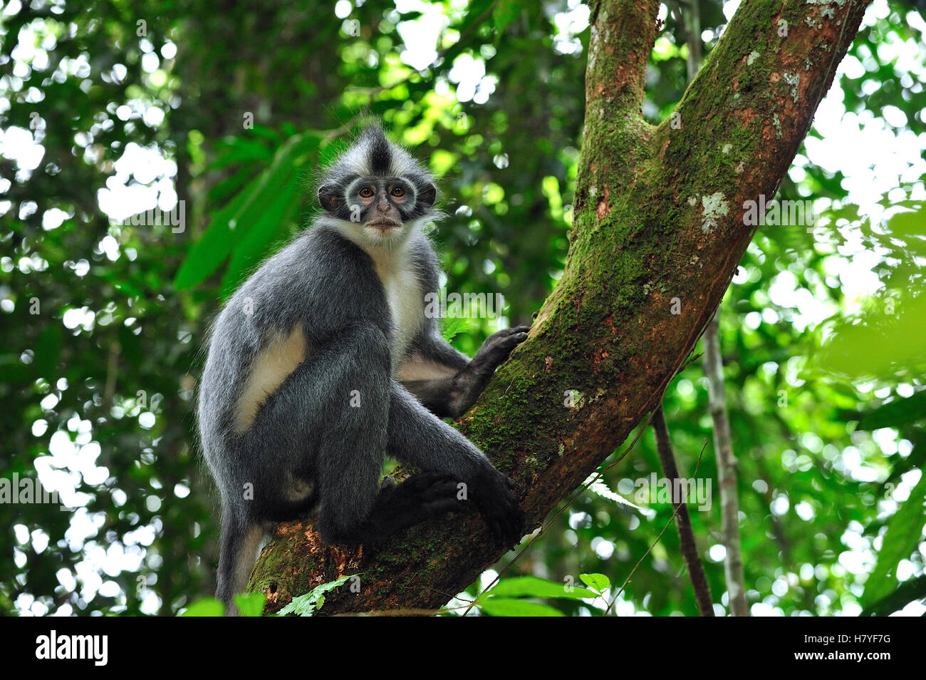 North Sumatran Leaf Monkey (Presbytis thomasi), Gunung Leuser National ...