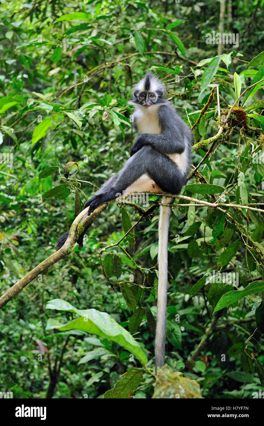 North Sumatran Leaf Monkey (Presbytis thomasi) sitting on branch ...