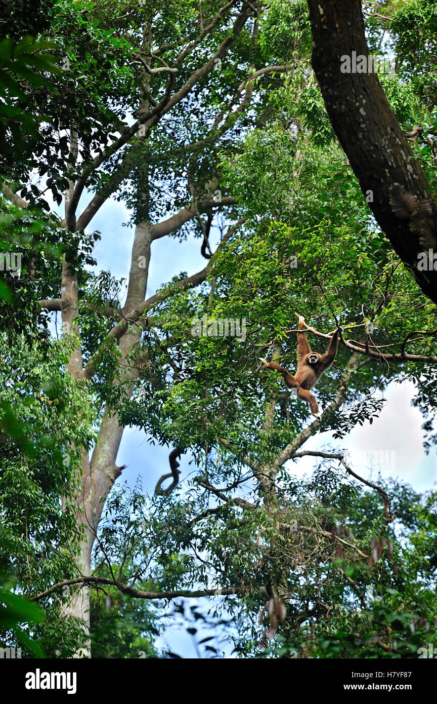 Whitehanded Gibbon (Hylobates lar) hanging in tree, Gunung Leuser