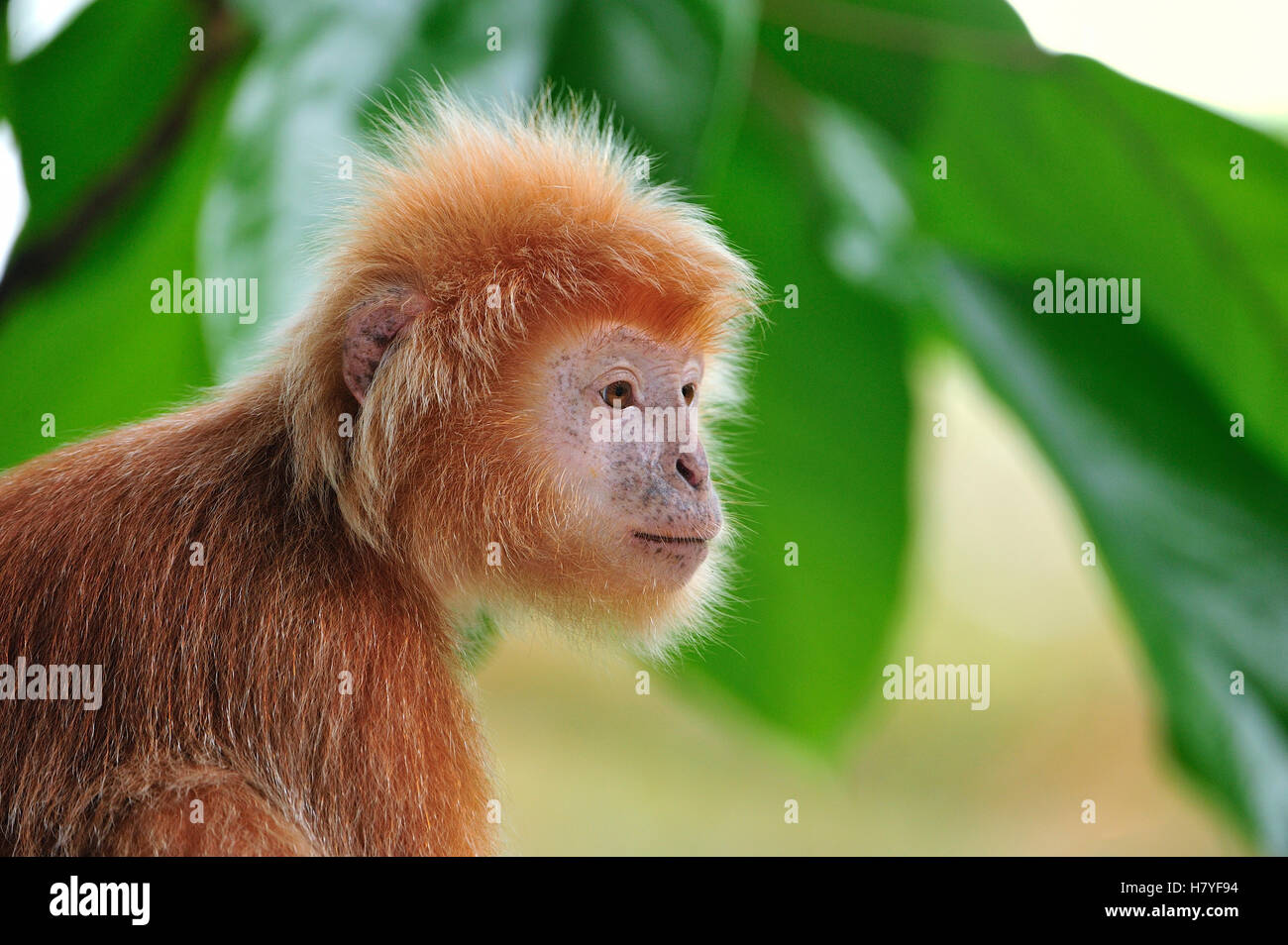 Ebony Leaf Monkey (Trachypithecus auratus) golden color variation, Java ...