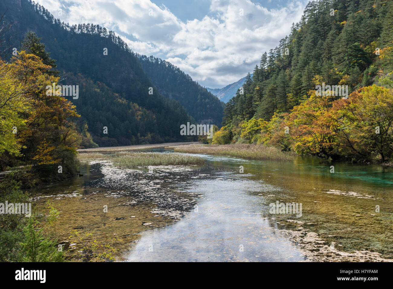 Reed filled lake at Jiuzhaigou National Park in Sichuan province, China in October 2016 Stock Photo